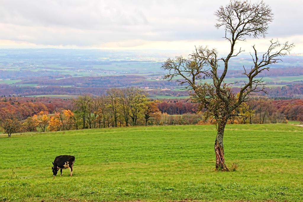 Bed & Breakfast La Ferme De
